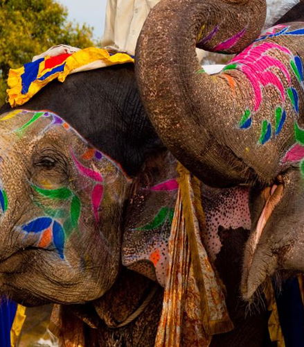 Photo – Day with the Elephants